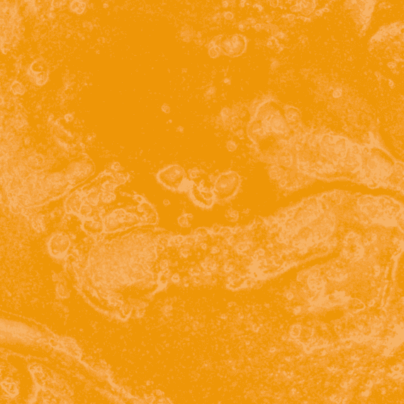 Grape Gas - Live Resin (Hybrid) (1/4 LB - 1 LB) - Image 2