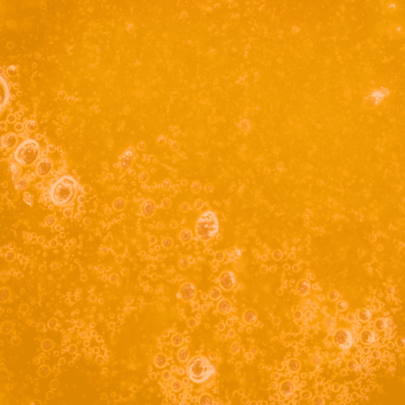 Cookies N Cream - Live Resin (Hybrid) (1/4 LB - 1 LB) - Image 2