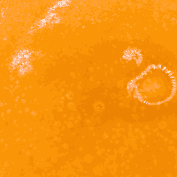 Orangeade - Live Resin (Hybrid) - Image 2