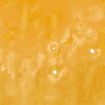 Orange Tangie - Shatter - Image 2