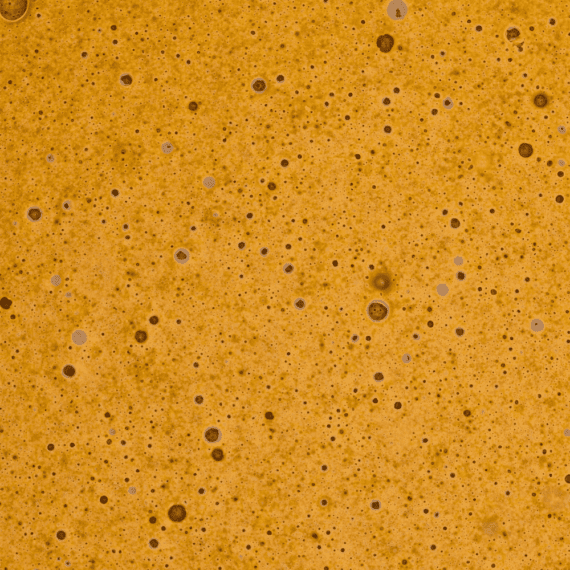 Lemon Haze - Budder (Sativa) (1/4 LB - 1 KG) - Image 2