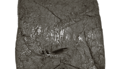 Cream Caramel - Hash (1/4 LB - 1 KG)