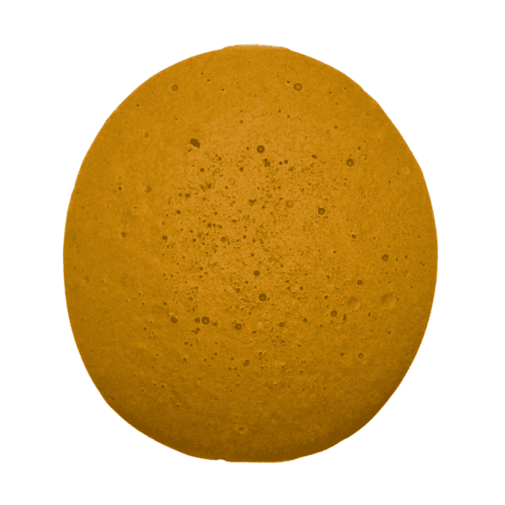 Biscotti - Budder (Indica) - Image 1