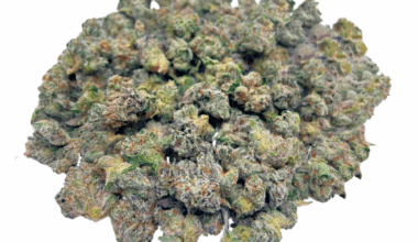 Blue Lobster - Popcorn (1/4 LB - 2 LB)