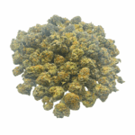 King Tut (Crop #3) - Popcorn