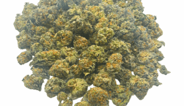 King Tut (Crop #3) - Popcorn (1/4 LB - 2 LB)