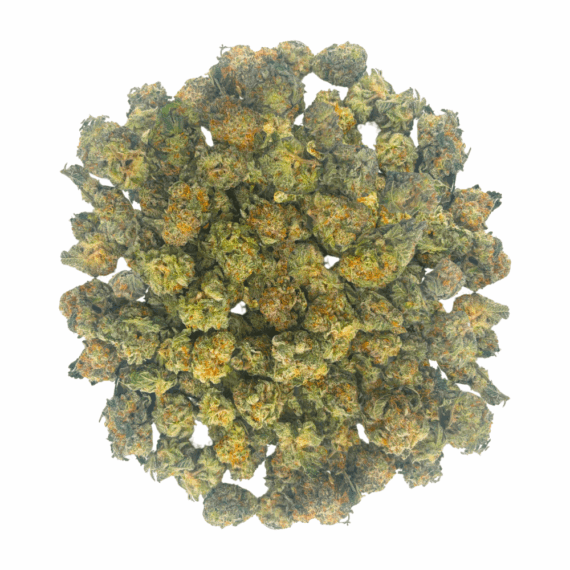 King Tut (Crop #3) - Popcorn - Image 2