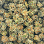 King Tut (Crop #3) - Popcorn - Image 4