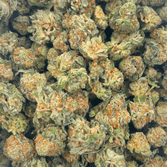 King Tut (Crop #3) - Popcorn (1/4 LB - 2 LB) - Image 4
