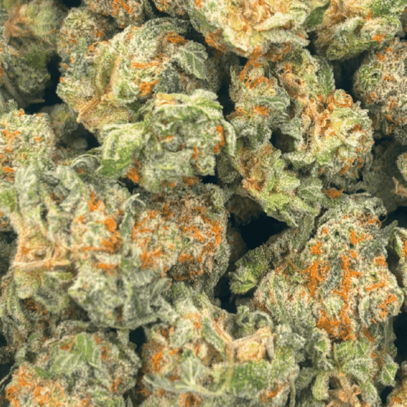King Tut (Crop #3) - Popcorn - Image 5