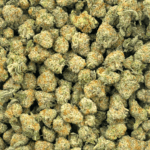 Frosted MAC (Crop #2) - Popcorn - Image 4