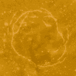 Kush Cake - Live Resin (Indica) (1/4 LB - 1 LB) - Image 2