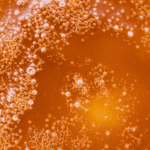 Death Gas - Live Resin (Indica) - Image 2