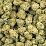 Frosted MAC (Crop #2) - Popcorn (1/4 LB - 2 LB) - Image 5