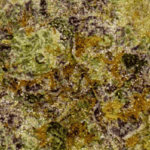 Frumpz (Crop #6) - Craft Cannabis (1/4 LB - 1 LB) - Image 2