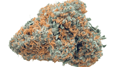 Orange Cookies - AAAA