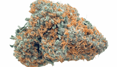 Orange Cookies - AAAA