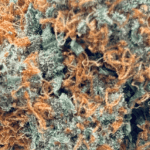 Orange Cookies - AAAA - Image 2