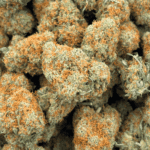Orange Cookies - AAAA - Image 5