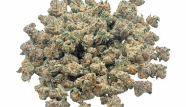 Critical Haze - Popcorn (1/4 LB - 2 LB)