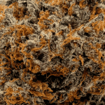 Gas Face - AAAA - Image 2