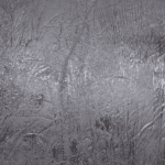 OG Kush - Hash - Image 5