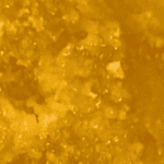 Sour Amnesia - Live Resin (Hybrid) (1/4 LB - 1 LB) - Image 5