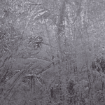 OG Kush - Hash (1/4 LB - 1 KG) - Image 2