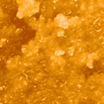 Tropicana Cookies - Live Resin (Hybrid) - Image 2