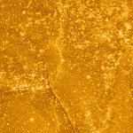 Dragon Fruit - Budder (Hybrid) - Image 2