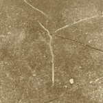 Granddaddy Purple - Hash - Image 2