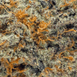 Larry Bird - AAAA (1/4 LB - 2 LB) - Image 2