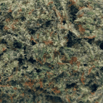Comatose OG - AAAA (1/4 LB - 2 LB) - Image 2