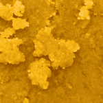 Golden Pineapple  - Live Resin (Hybrid) (1/4 LB - 1 LB) - Image 5