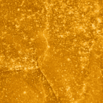 Nebula - Budder (Hybrid) - Image 2