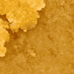 Golden Pineapple  - Live Resin (Hybrid) (1/4 LB - 1 LB) - Image 2