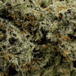 Blue Lobster (Crop #6) - Craft Cannabis (1/4 LB - 1 LB) - Image 2