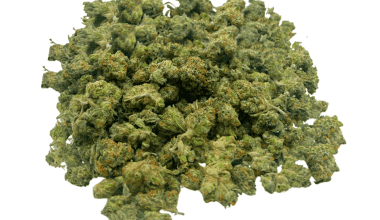 Bubblegum Gelato - Popcorn