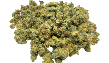 Blue Lobster (Crop #2) - Popcorn (1/4 LB - 2 LB)