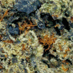 Donkey Budder - AAAA - Image 2