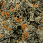 Runtz - AAAA (1/4 LB - 2 LB) - Image 2