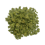 Bubblegum Gelato - Popcorn - Image 2