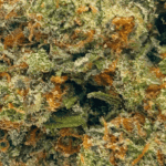 Bubblegum Gelato - AAAA - Image 2