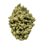 Blue Lobster (Crop #2) - Popcorn (1/4 LB - 2 LB) - Image 3