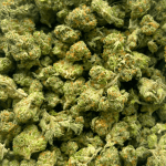 Bubblegum Gelato - Popcorn - Image 4