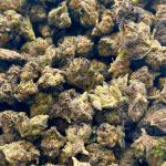 Northern Lights - Popcorn (1/4 LB - 2 LB) - Image 4