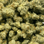 Blue Lobster (Crop #2) - Popcorn (1/4 LB - 2 LB) - Image 4