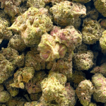 Mendo Breath - Popcorn (1/4 LB - 2 LB) - Image 5