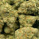 Bubblegum Gelato - AAAA - Image 2