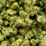 Bubblegum Gelato - Popcorn (1/4 LB - 2 LB) - Image 5